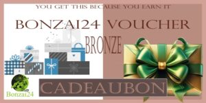 Massage in Amersfoort Bonzai24 Bronze cadeaubon met cadeau-illustraties en luxe geschenkdoos met groene strik op stijlvolle achtergrond.